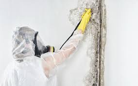 Forensic Mold Investigation in Niceville, FL